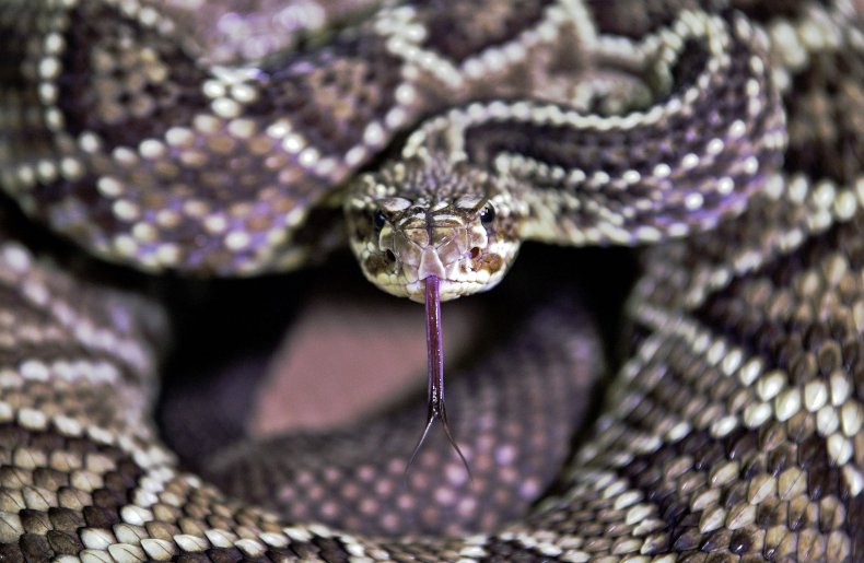 Rattlesnake Greets Woman Trying to Grab Her Food Delivery