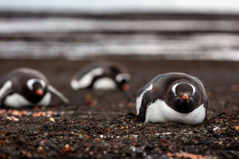 CUL_Map_Cold_Watch Penguins