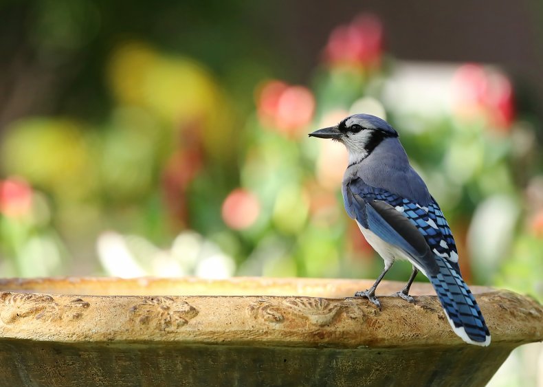 Birds