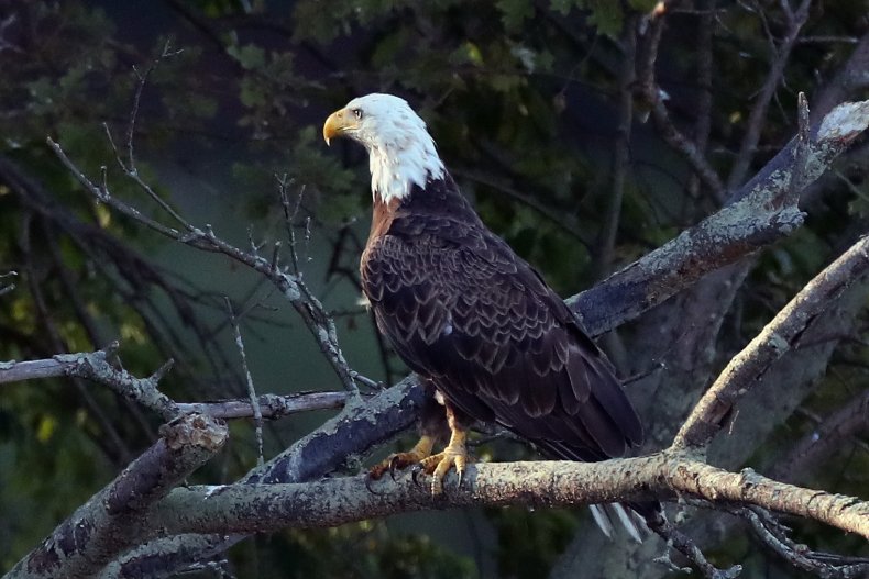 Bald eagle