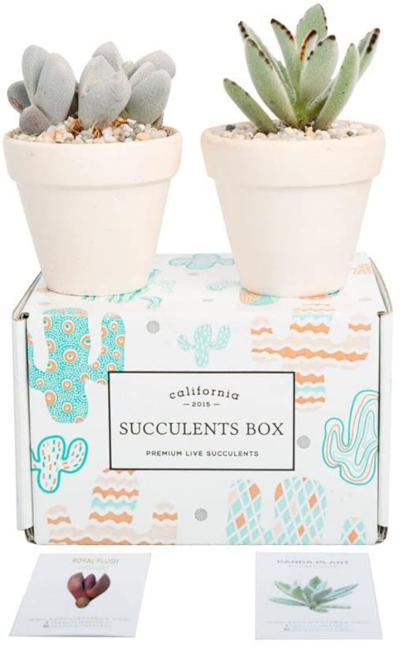 best last minute valentines day gifts succulents