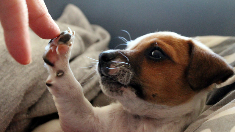 Hold dog