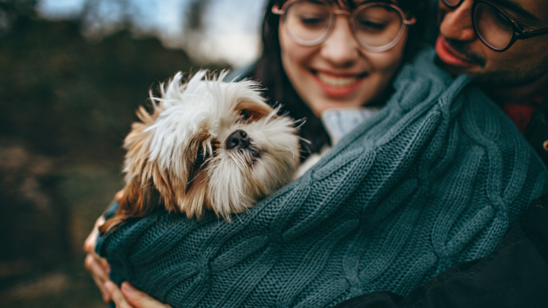 Comfort your dog
