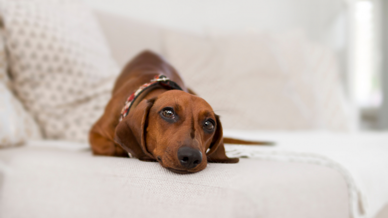 Reasons Dogs Have Panic Attacks And How You Can Help