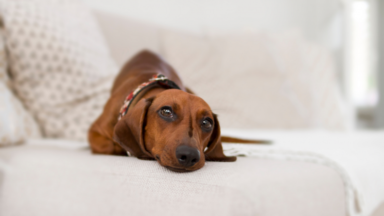 Reasons Dogs Have Panic Attacks and How You Can Help Reasons Dogs Have Panic Attacks And How You Can Help