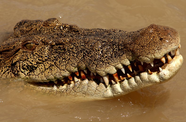 saltwater crocodile in river