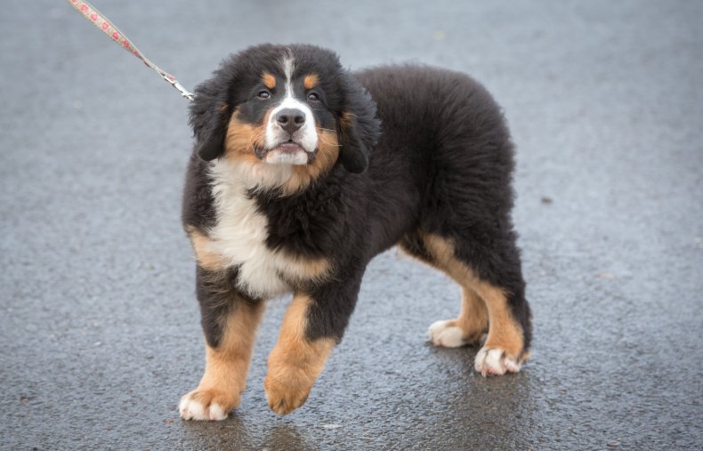 The 25 Most Costly Canine Breeds