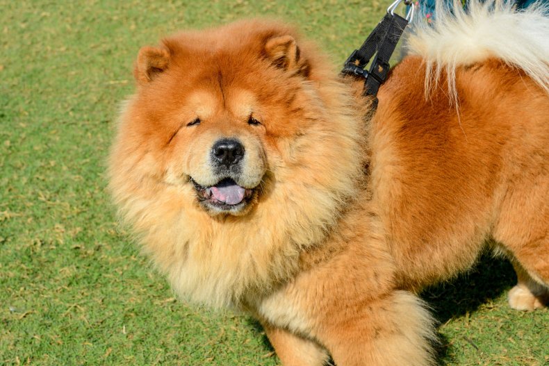 Chow Chow in India 2020 dog show