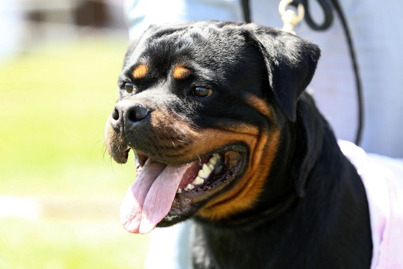 Rottweiler in Turkey dog show 2019