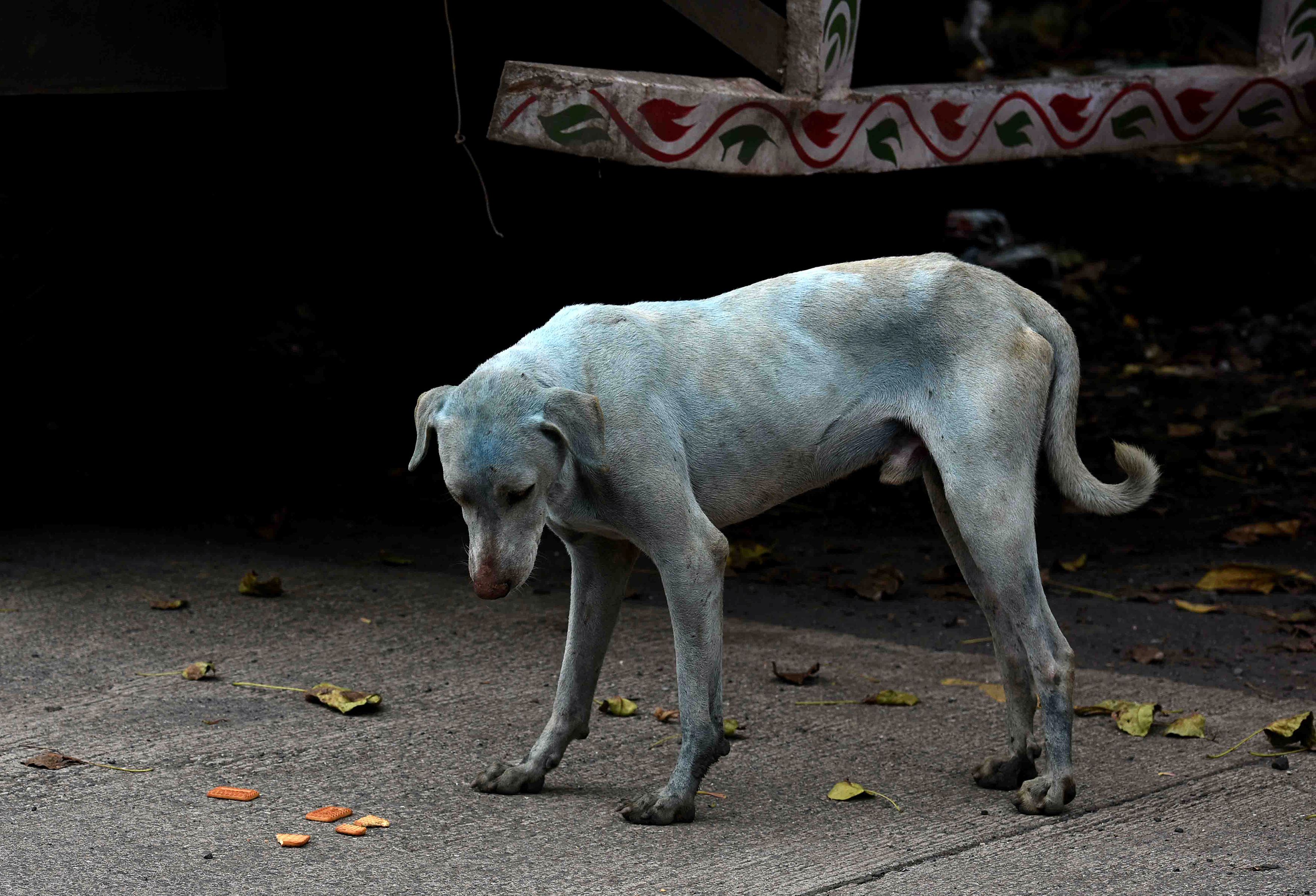 Blue dogs found near an abandoned chemical factory, tested by veterinarians