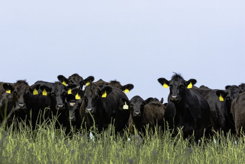 Cows in field