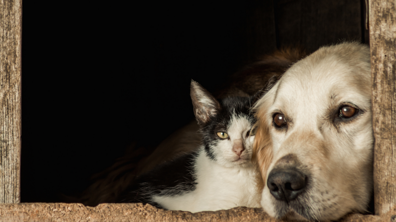 approximate costs of vet treatments and services