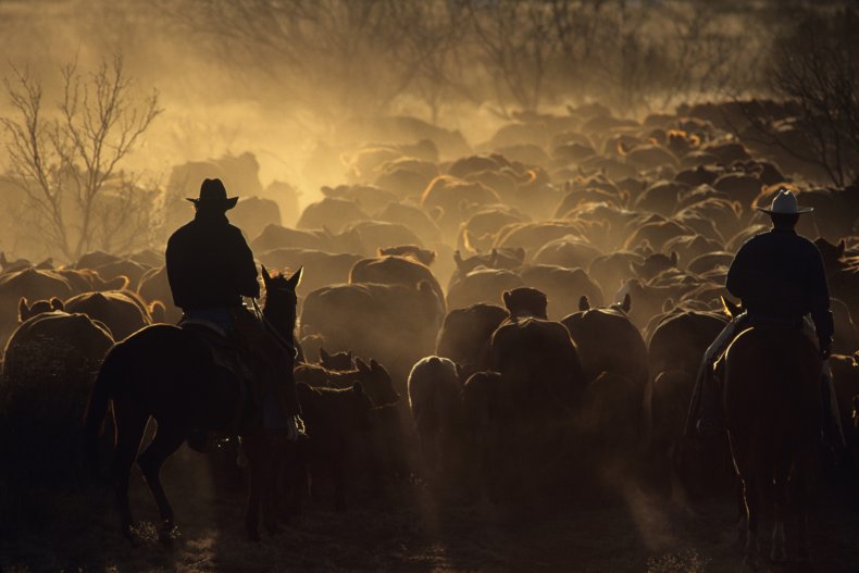 Cattle drive