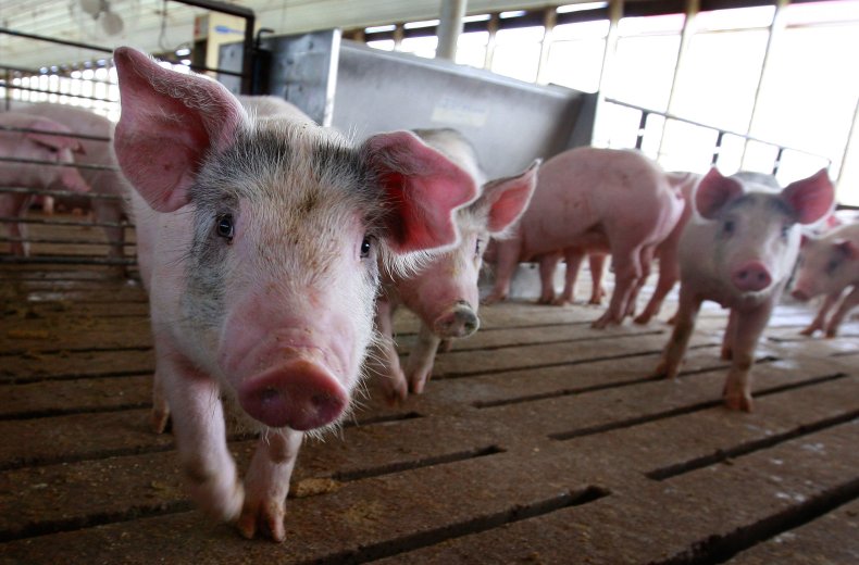 Pigs