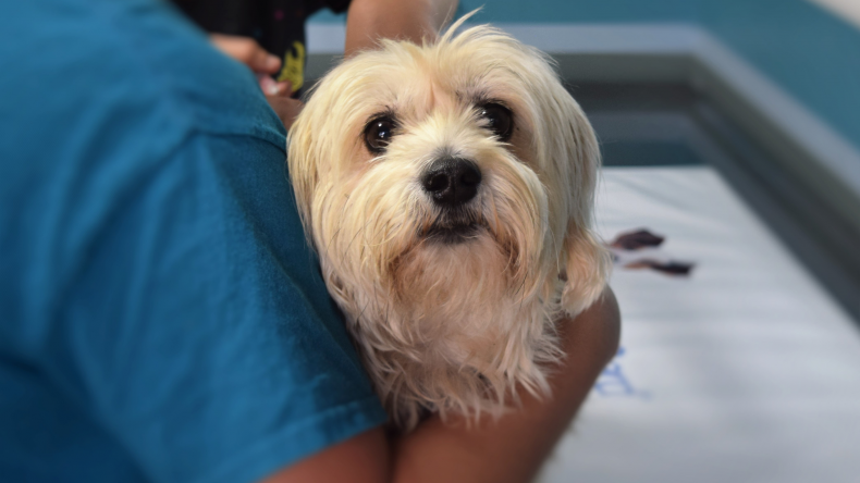 Dog clinic