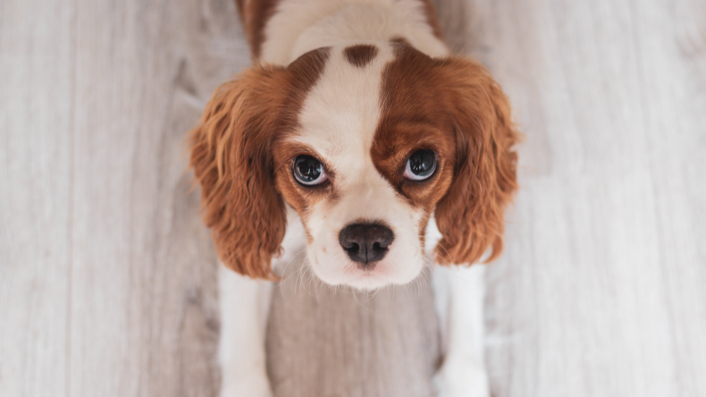 Cute dog
