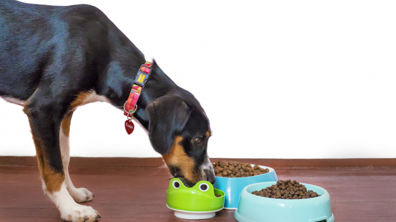 Dog eating dog food
