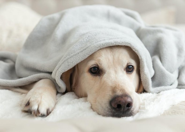 How to prevent parasites, parvovirus, and other common illnesses affecting dogs
