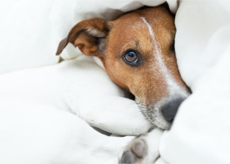 Canine influenza