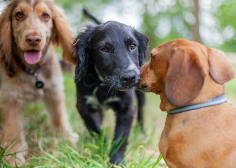 Kennel cough