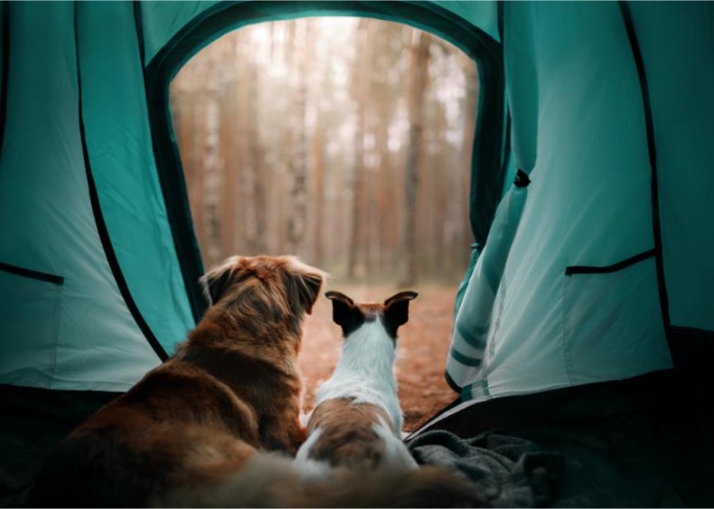 Heartworm