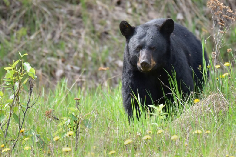 Alaska black bear (ursus americanus) stock photo
