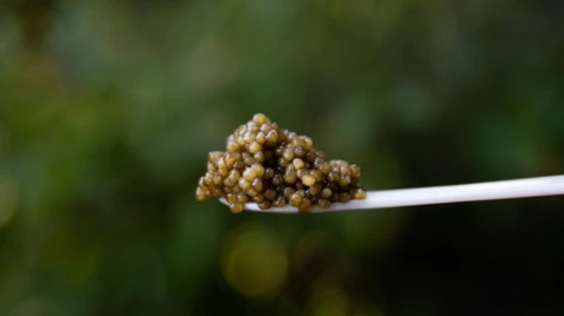 Imperia Sturgeon Caviar