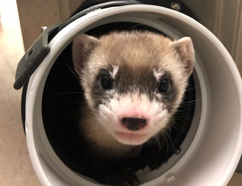 Elizabeth Ann - ferret
