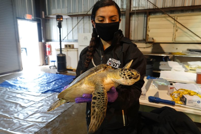 A volunteer holds a turtle