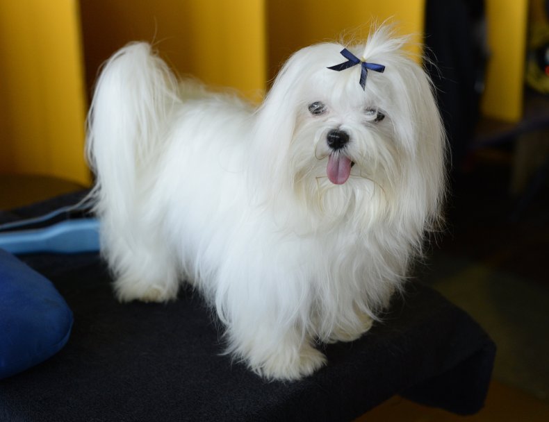Maltese NYC dog show 2014