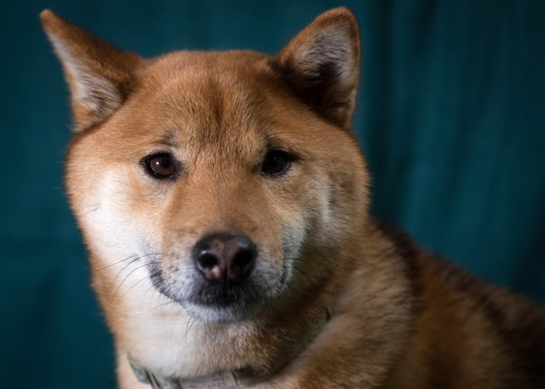 Shiba inu Crufts dog show U.K. 2017