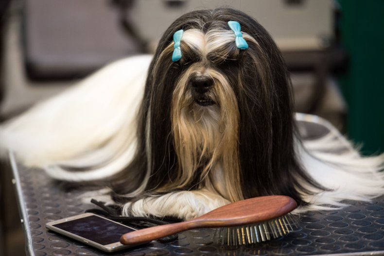 lhasa apso dog show U.K. 2017
