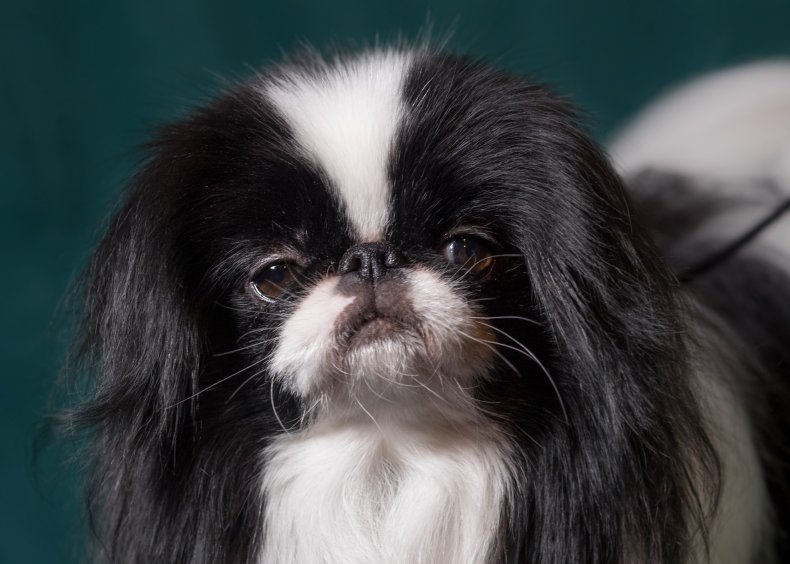 Japanese chin U.K. Crufts dog show 2017