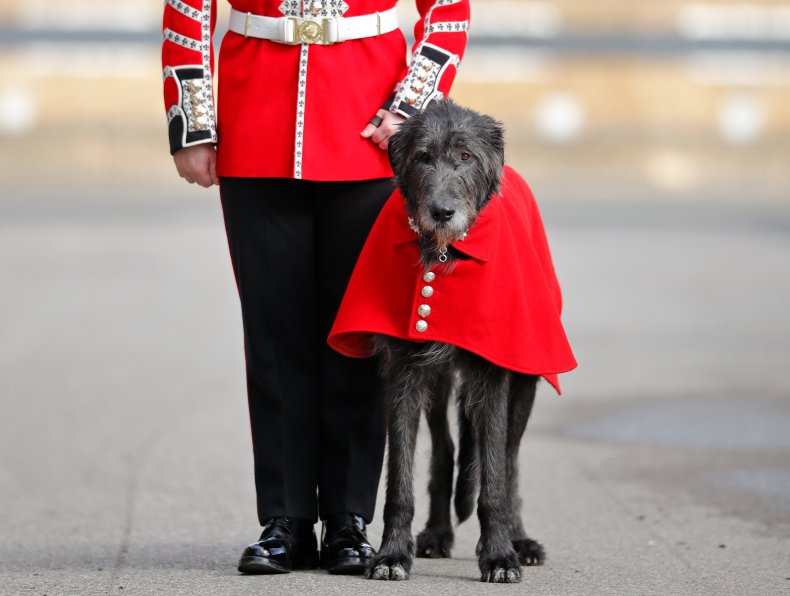 Irish wolfhound U.K. 2019