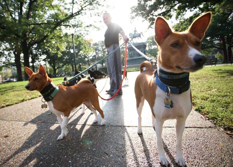  Basenji dogs Washington D.C. 2010
