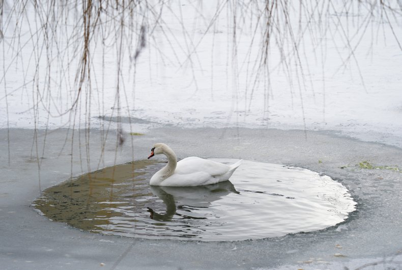 Swan