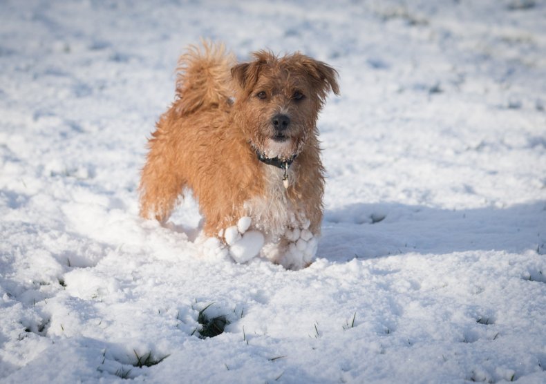 snow dog