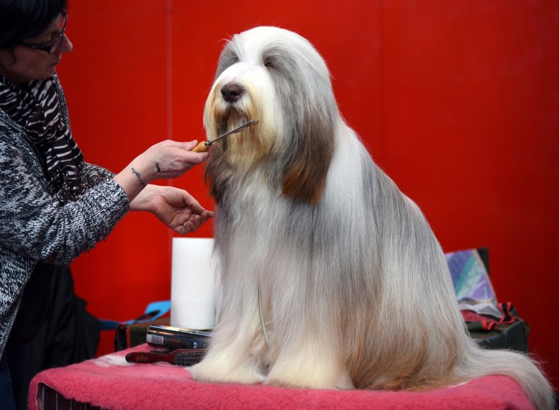 Bearded collie Crufts dog show U.K. 2015
