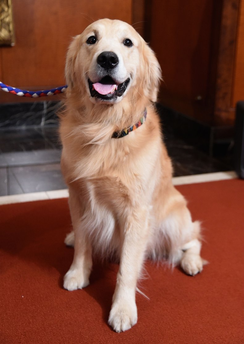Golden Retriever