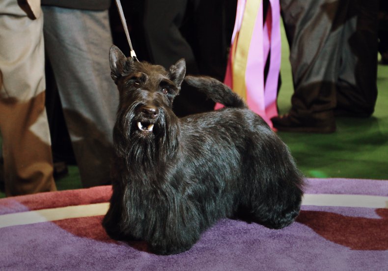 Scottish terrier NYC dog show 2010