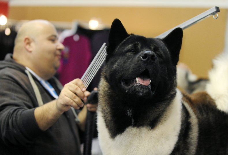 American Akita Budapest 2017
