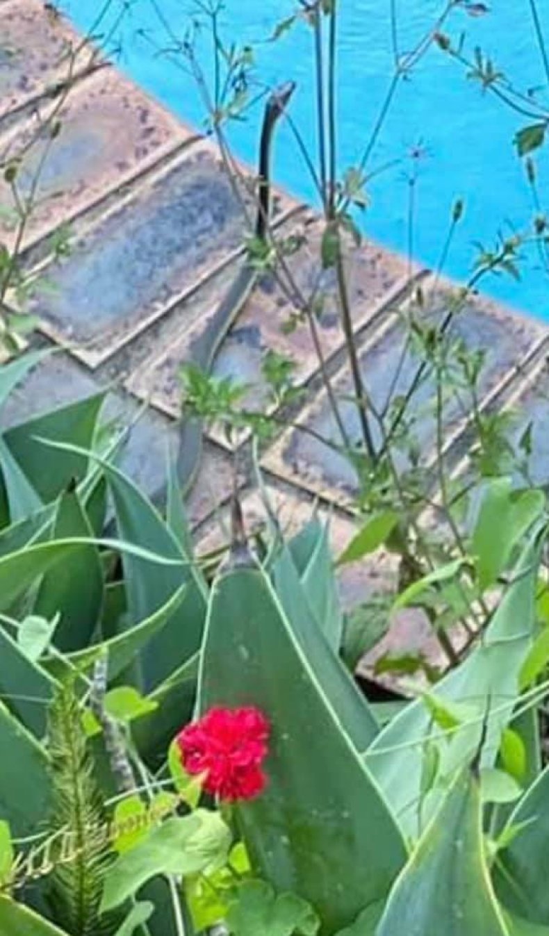 Snake hiding near a backyard pool close-up