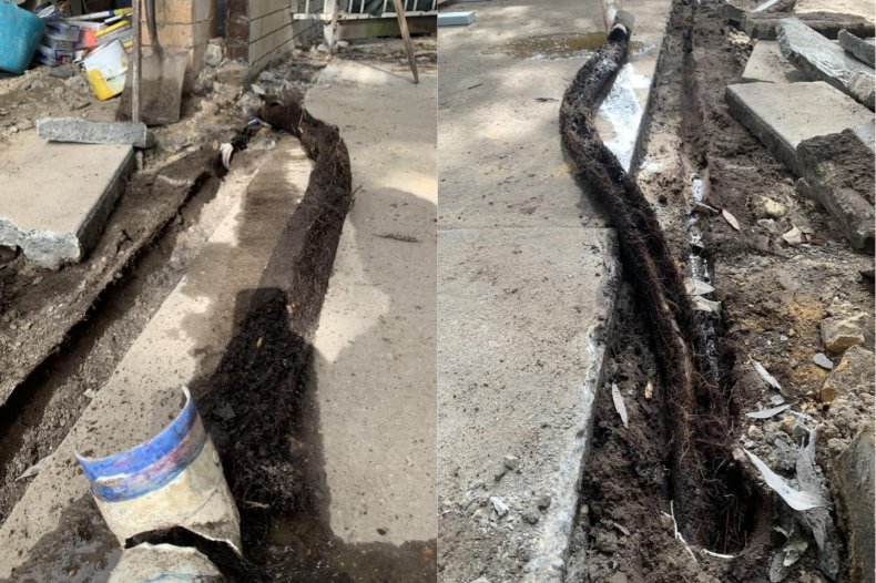 Tree root infestation