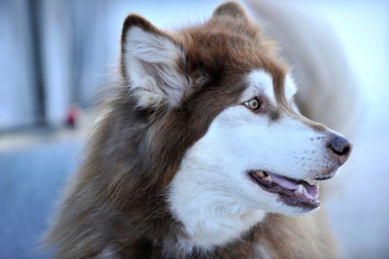 Alaskan Malamute