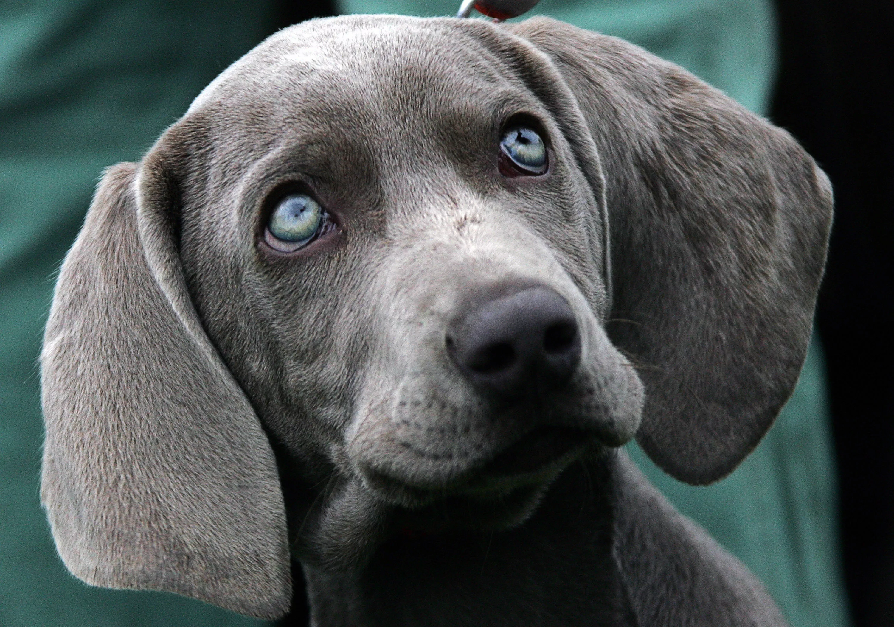 What Is The Rarest Eye Color For Dogs