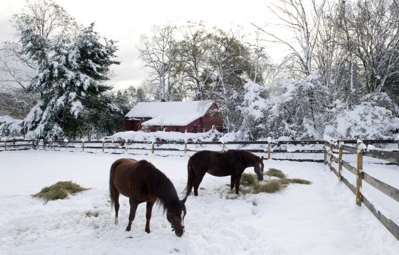 Horses in snow