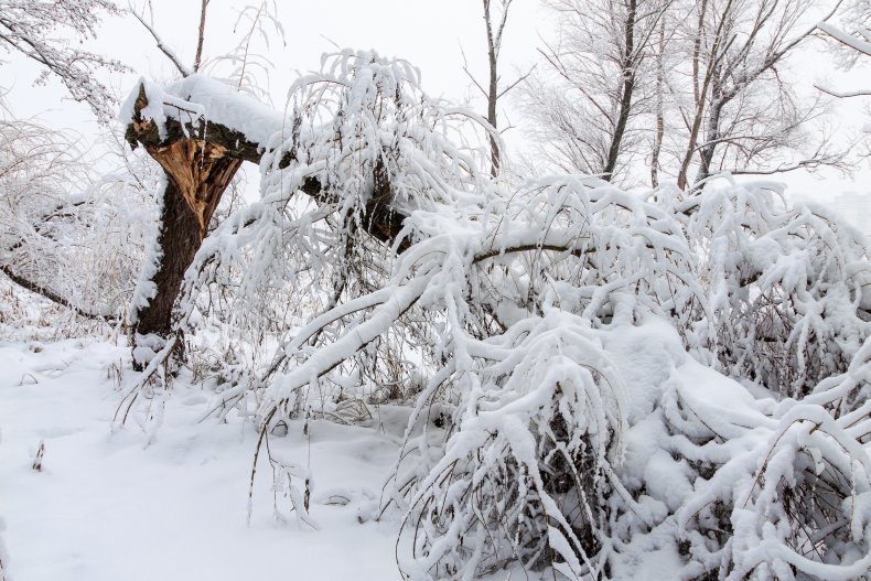 Broken tree in the snow