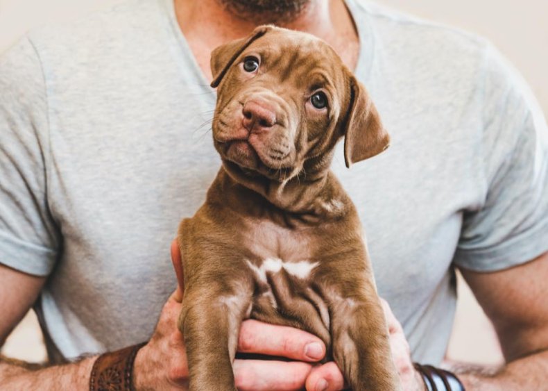 Your vet’s recommendations