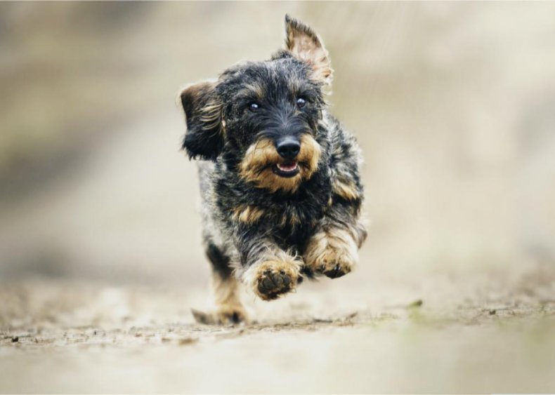 Breed- and weight-specific food