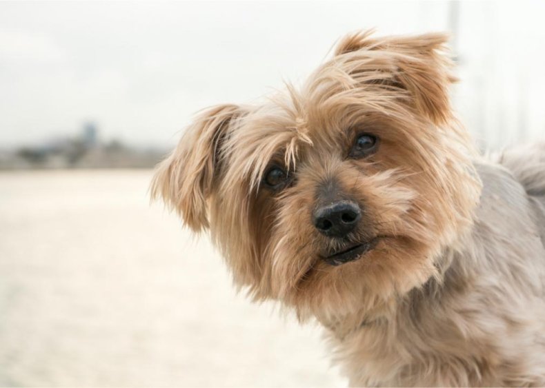 Brands with veterinary nutritionists/studies to back up the food